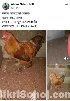 HEN